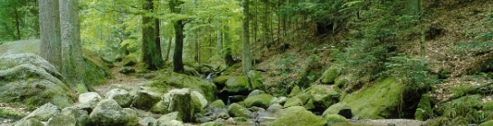 laminat parkett linoleum verlegen und verkaufen dresden parkett