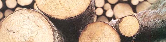 parkett dresden kein l&ouml;sungsmittel l&ouml;sungsmittelfrei l&ouml;sungsmittelhaltig schadstoffe belastung 